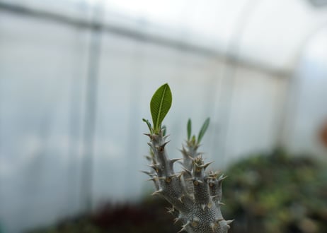 パキポディウム　デンシフローラム　Pachypodium densiflorum　No.4