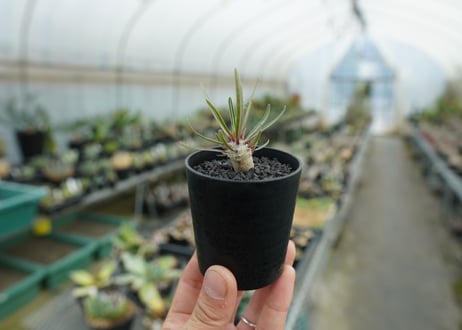 パキポディウム　グラキリス　 Pachypodium Gracilius  No.2