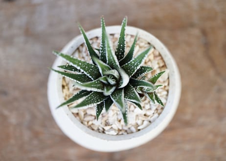 Haworthia fasciata