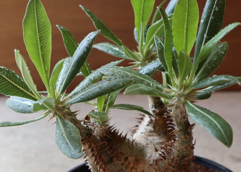 パキポディウム ホロンベンセ | mana's farm:塊根植物・アガベ・ドライ