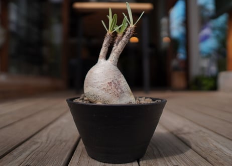 パキポディウム　グラキリス　 Pachypodium Gracilius