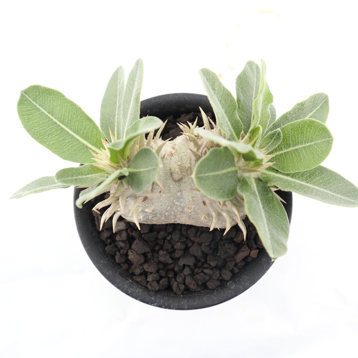 自家採種した超新鮮な パキポディウム 白花 恵比寿笑い の種子100粒 Amazon.co.jp: 自家採種した超新鮮な パキポディウム 白花