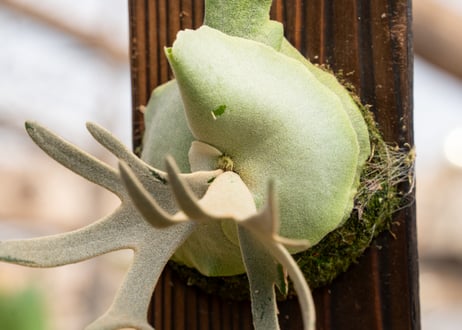 P. willinckii 'Jade Girl' (TC)
