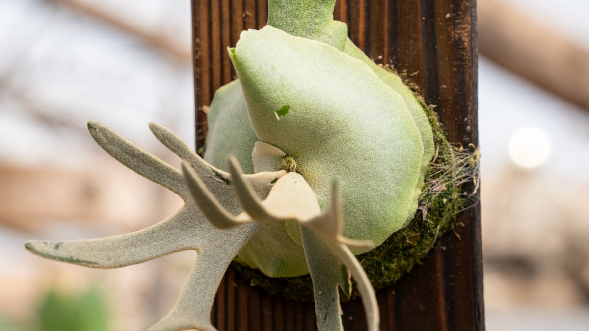 P. willinckii 'Jade Girl' (TC) | mana's farm:塊根