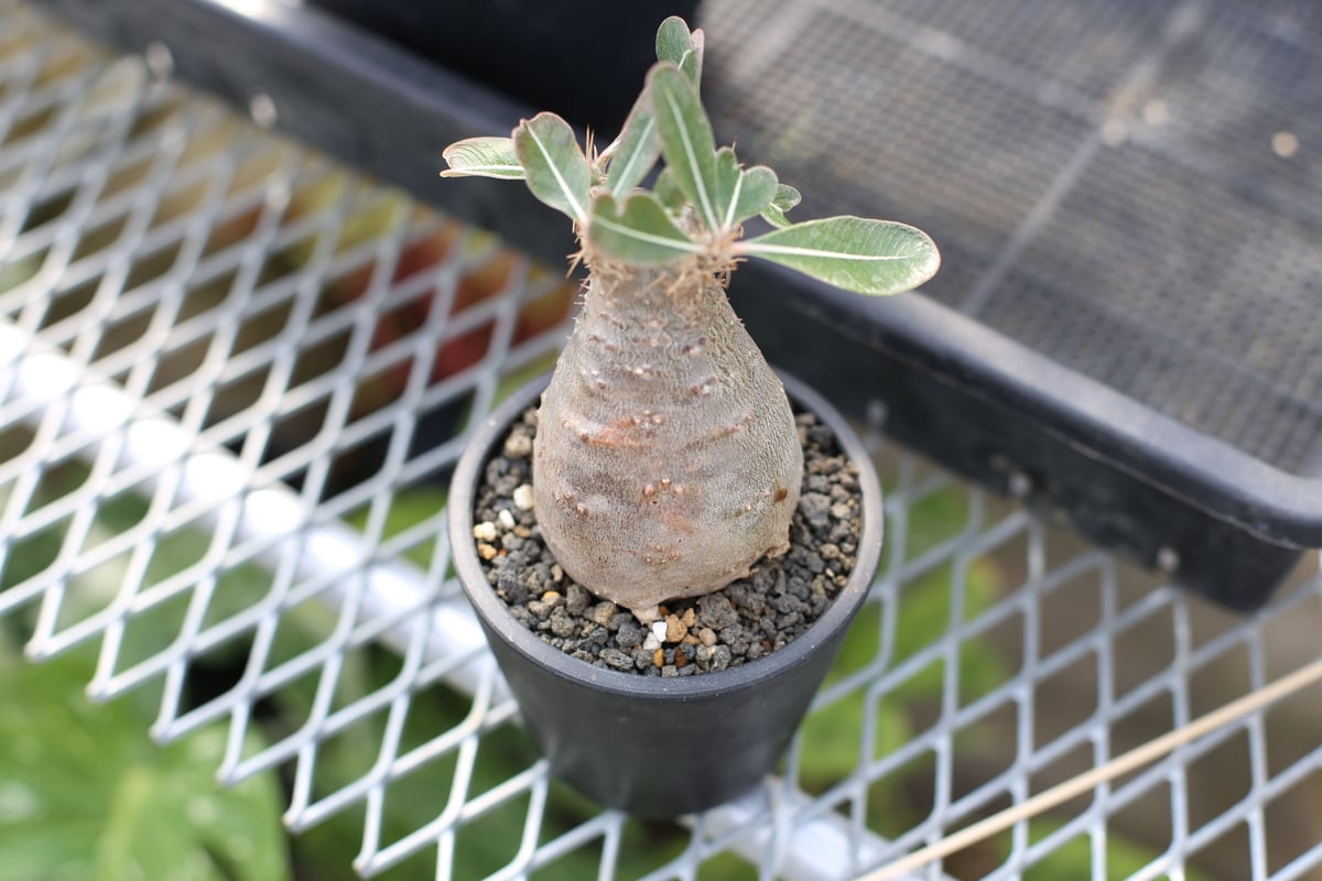 塊根植物　パキポディウム 　カクチペス パキポディウム カクチペス 実生株 014 Pachypodium cactipes