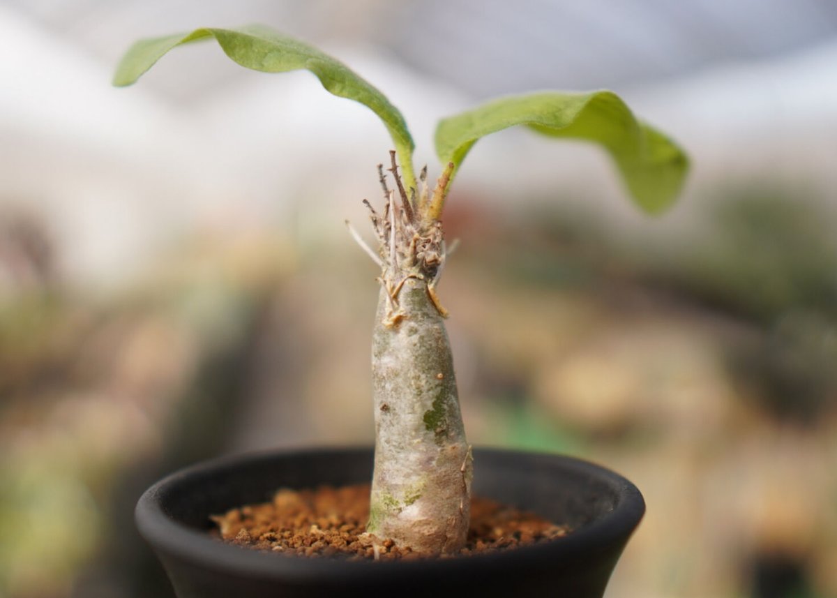 【現品】セサモタムナス・ブッセヌス　７号 Yahoo!オークション - 【現品】セサモタムナス・ブッセヌス 7号