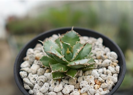 agave　titanota　フィリグリー　№1
