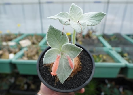 シンニンギア　断崖の女王　Sinningia leucotricha