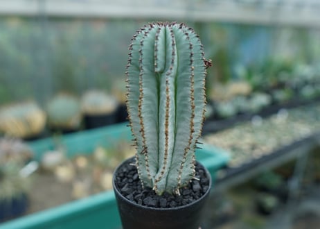 ユーフォルビア　ホリダ　スノーフレーク　Euphorbia horrida "Snowflake"