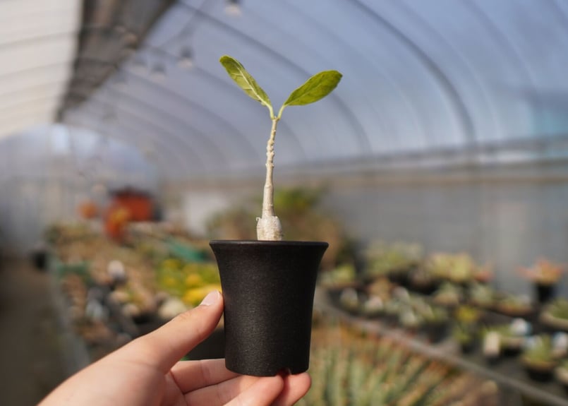 フォッケア マルチフローラ Fockea multiflora | mana's farm:塊