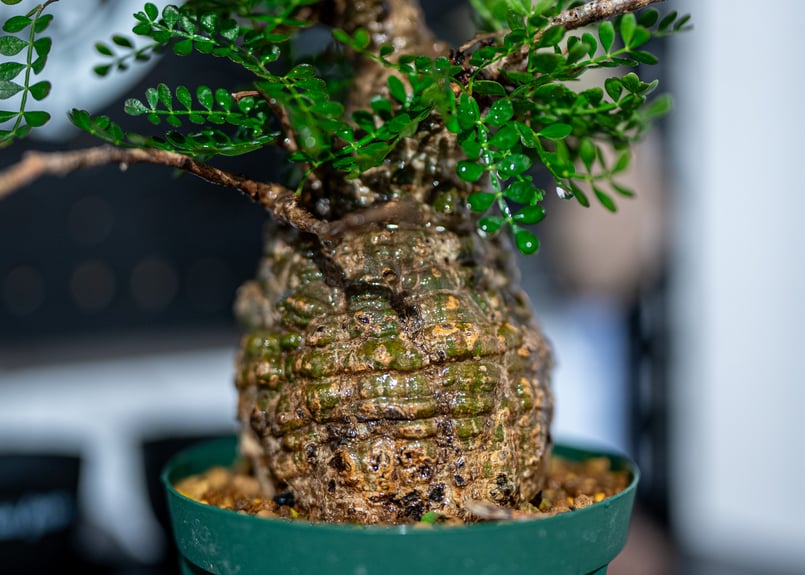 オペルクリカリア パキプス オペルクリカリア パキプス-OP38 | Supervoid Caudex