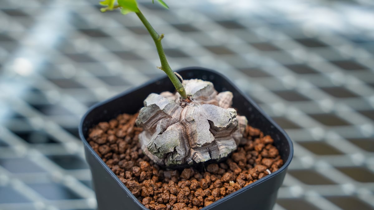 亀甲竜 No.1 | mana's farm:塊根植物・アガベ・ドライガーデン植物販売