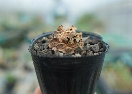 亀甲竜　Dioscorea elephantipes　No.2