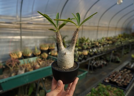 パキポディウム　グラキリス　 Pachypodium Gracilius  No.5