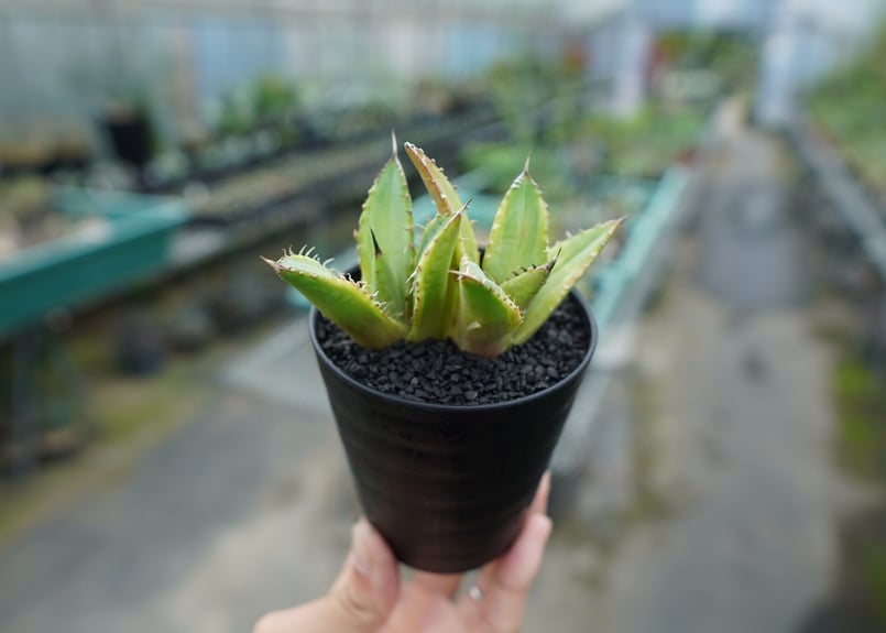 アガベ チタノタ 黄覆輪 Agave titanota variegata | mana's