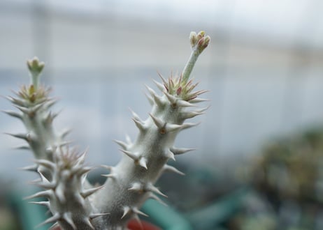 パキポディウム　デンシフローラム　Pachypodium densiflorum　No.8