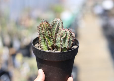 ユーフォルビア　ホリダ