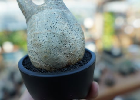 【未発根】パキポディウム　グラキリス　 Pachypodium Gracilius  No.15