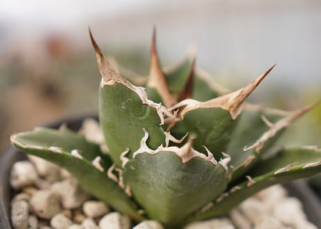 Agave titanota　白鯨　B No.４