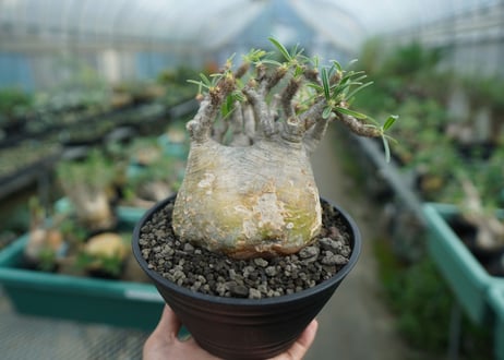 パキポディウム　グラキリス　 Pachypodium Gracilius　No.3