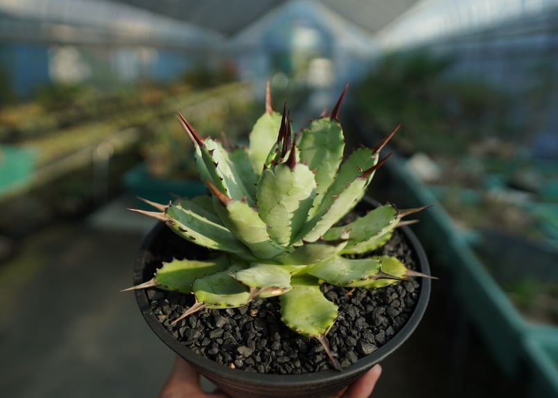 Agave macroacantha アガベ マクロアカンサ 大株 【公式通販】