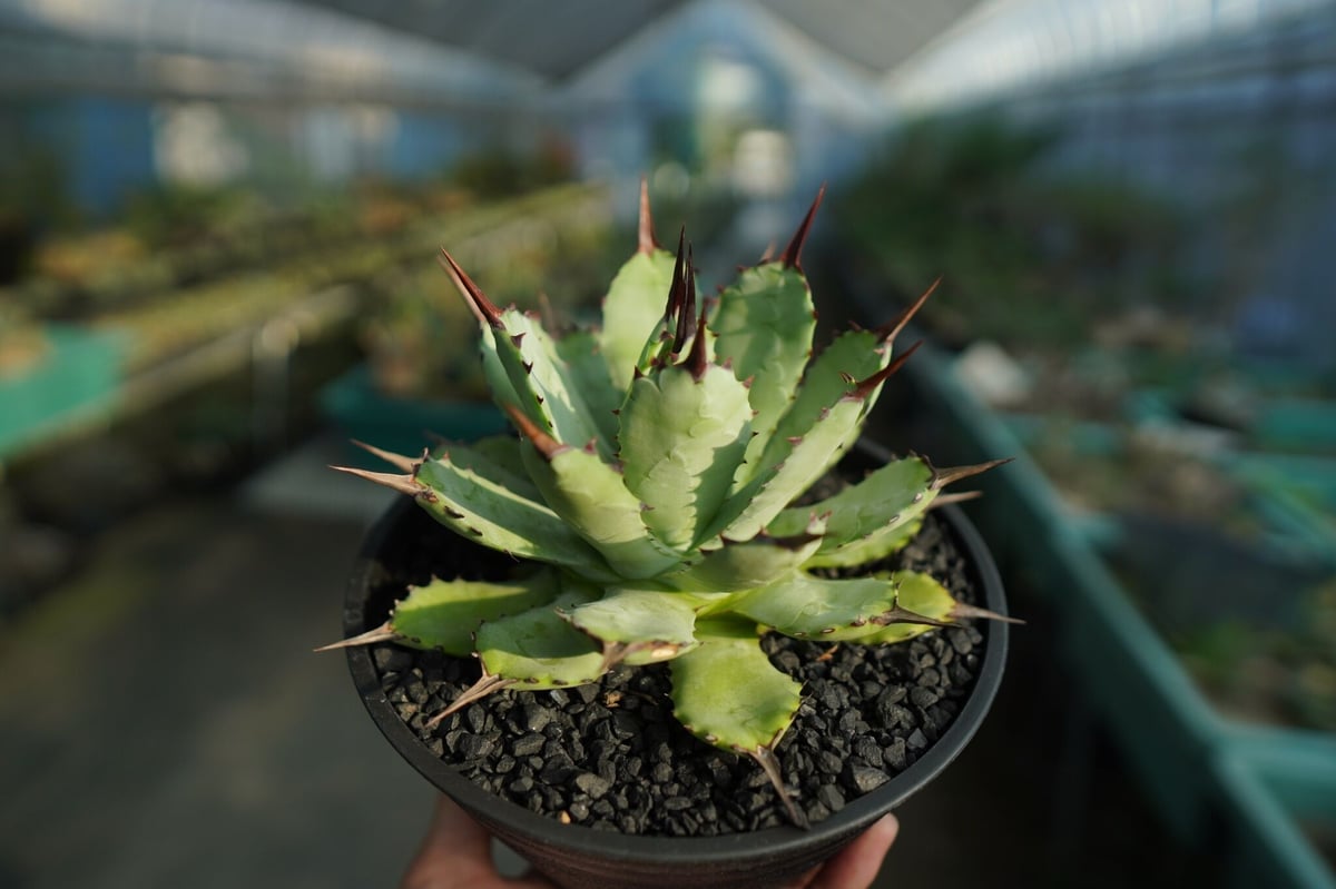 アガベ マクロアカンサ×ポタトラム Agave macroacantha×potatorum アガベ マクロアカンサ×ポタトラム Agave macroacantha×potatorum