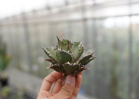 Agave titanota FO-76 C NO.5
