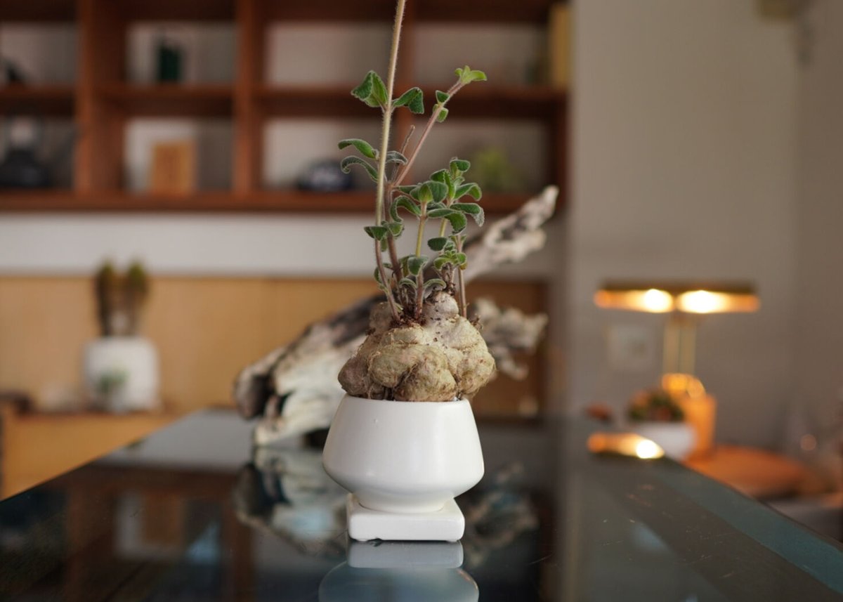 【調整中】ジブリ感ある可愛い見た目！ぽってり幹！アラビカ半島の珍種植物 fit=scale-down,w=1200