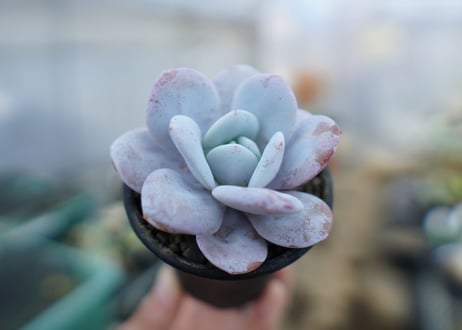 エケベリア　ラウイ　Echeveria laui　No.2