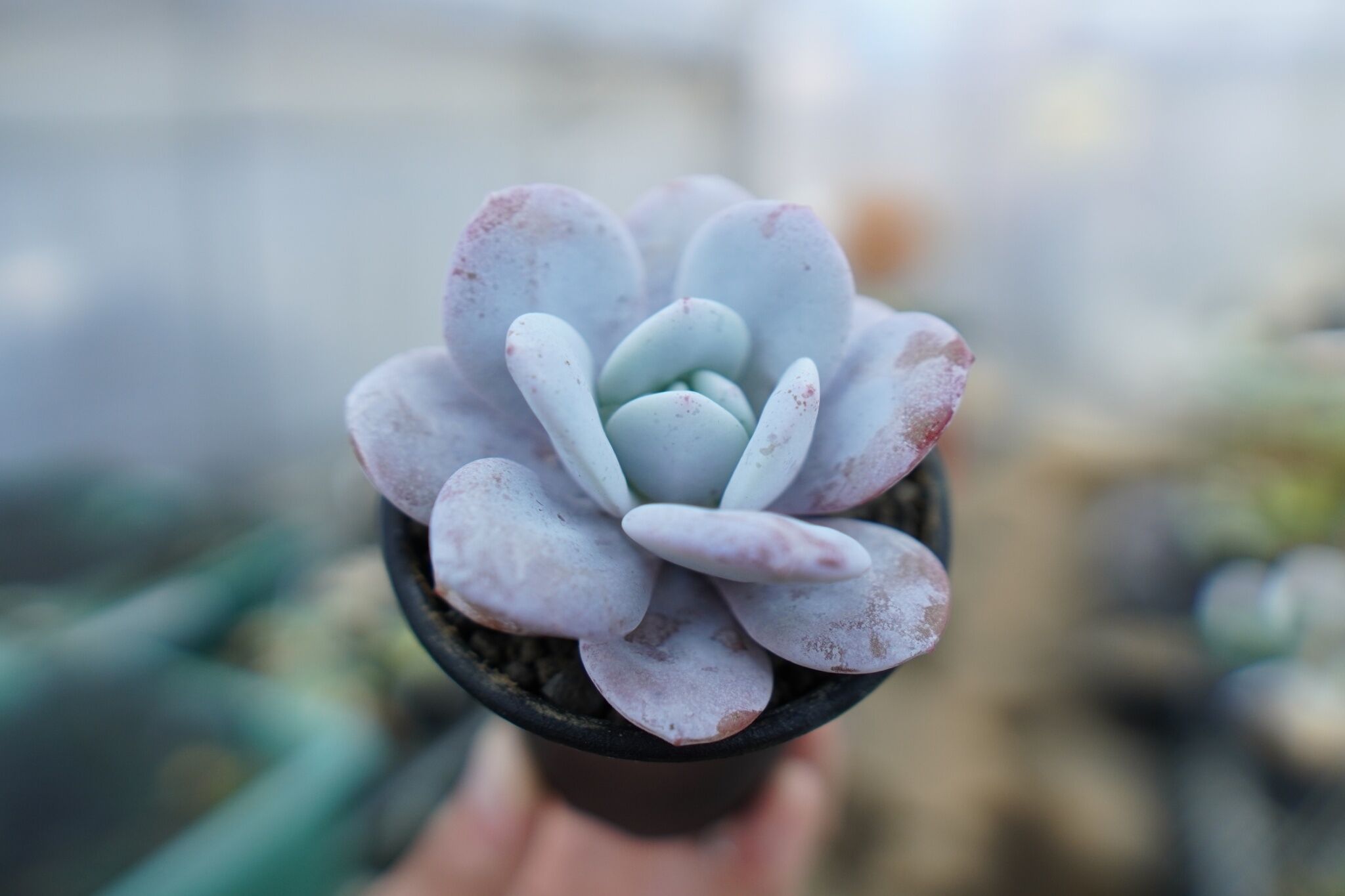 エケベリア ラウイ Echeveria laui No.2 | mana's farm:塊根植