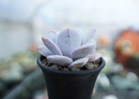 エケベリア　ラウイ　Echeveria laui　No.2