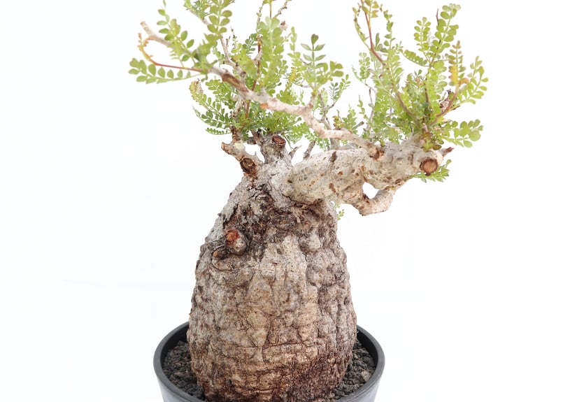 オペルクリカリア　パキプス　塊根植物 オペルクリカリア パキプス | mana's farm:塊根植物・アガベ