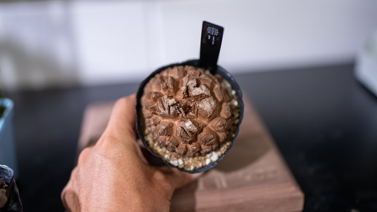 長谷川園芸産】 亀甲竜 No.1 3寸 | mana's farm:塊根植物・アガベ