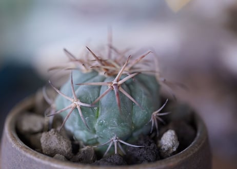 Echinocactus horizonthalonius