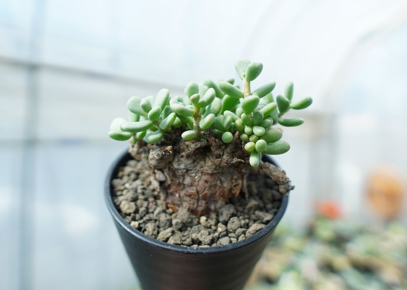 ケラリア ピグマエア Ceraria pygmaea No.8 | mana's farm: