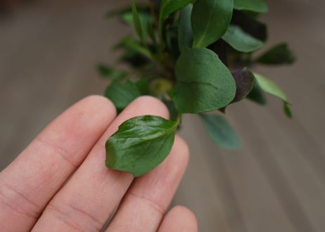 オトンナ　トリプリネルビア　Othonna triplinervia