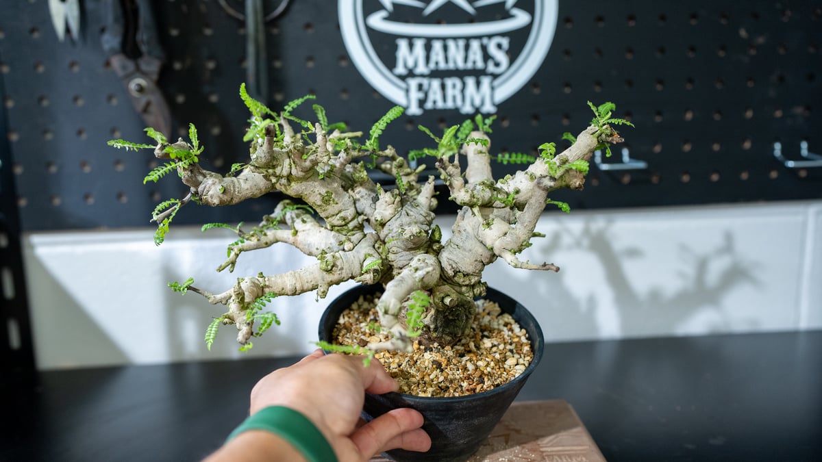 ボスウェリア ネグレクタ 特選株 | mana's farm:塊根植物