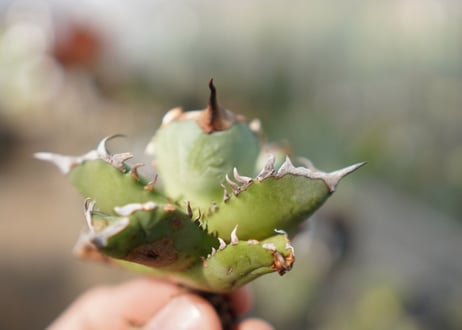 Agave titanota FO-76  E NO.5 (G)