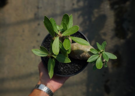 パキポディウム マカイエンセ　Pachypodium makayense　No.4