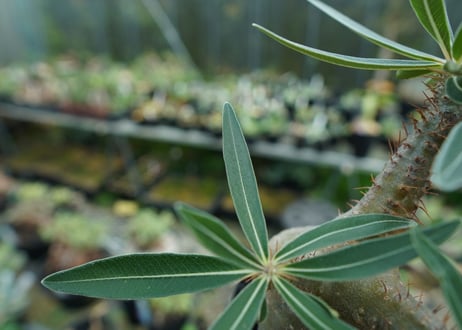 パキポディウム　グラキリス　 Pachypodium Gracilius　No.3