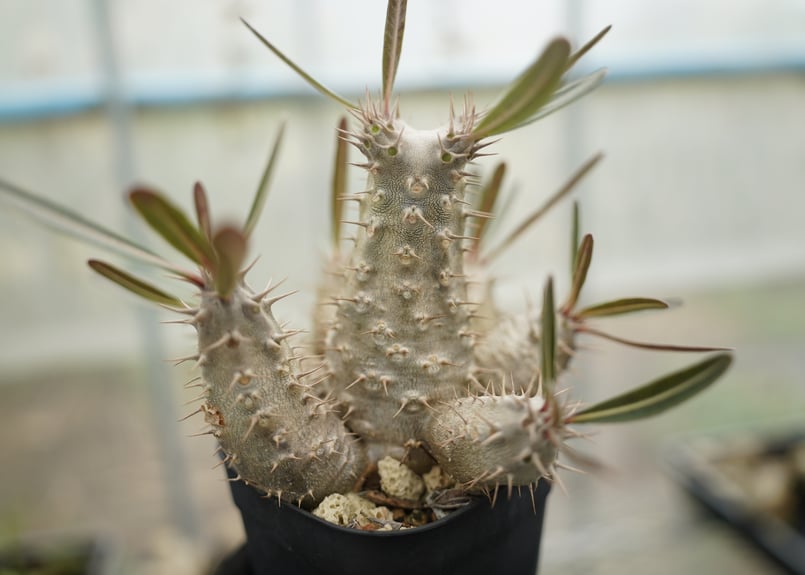 パキポディウム カクチペス 沖縄実生 | mana's farm:塊根植物・アガベ