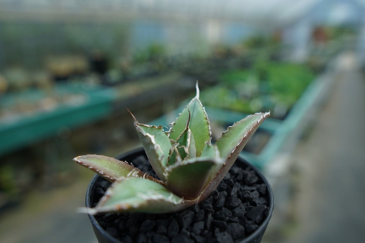 アガベ チタノタ FO-76 Agave titanota FO-76 No.6 | man