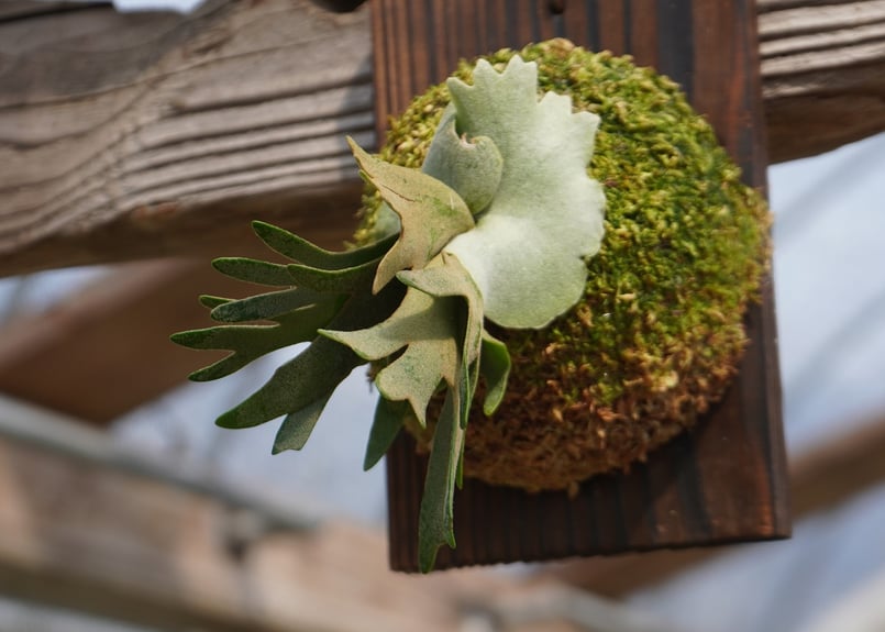 ビカクシダP.willinckii OMG spore ビカクシダ P. willinckii 'OMG'(spore) | mana's farm
