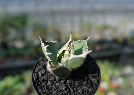 アガベ　チタノタ　FO-76　agave titanota FO-76 No.2