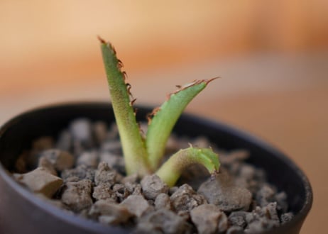 Agave titanota dwarf 姫厳龍　子株
