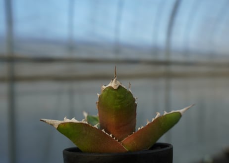 アガベ　チタノタ 　Agave titanota　No.5
