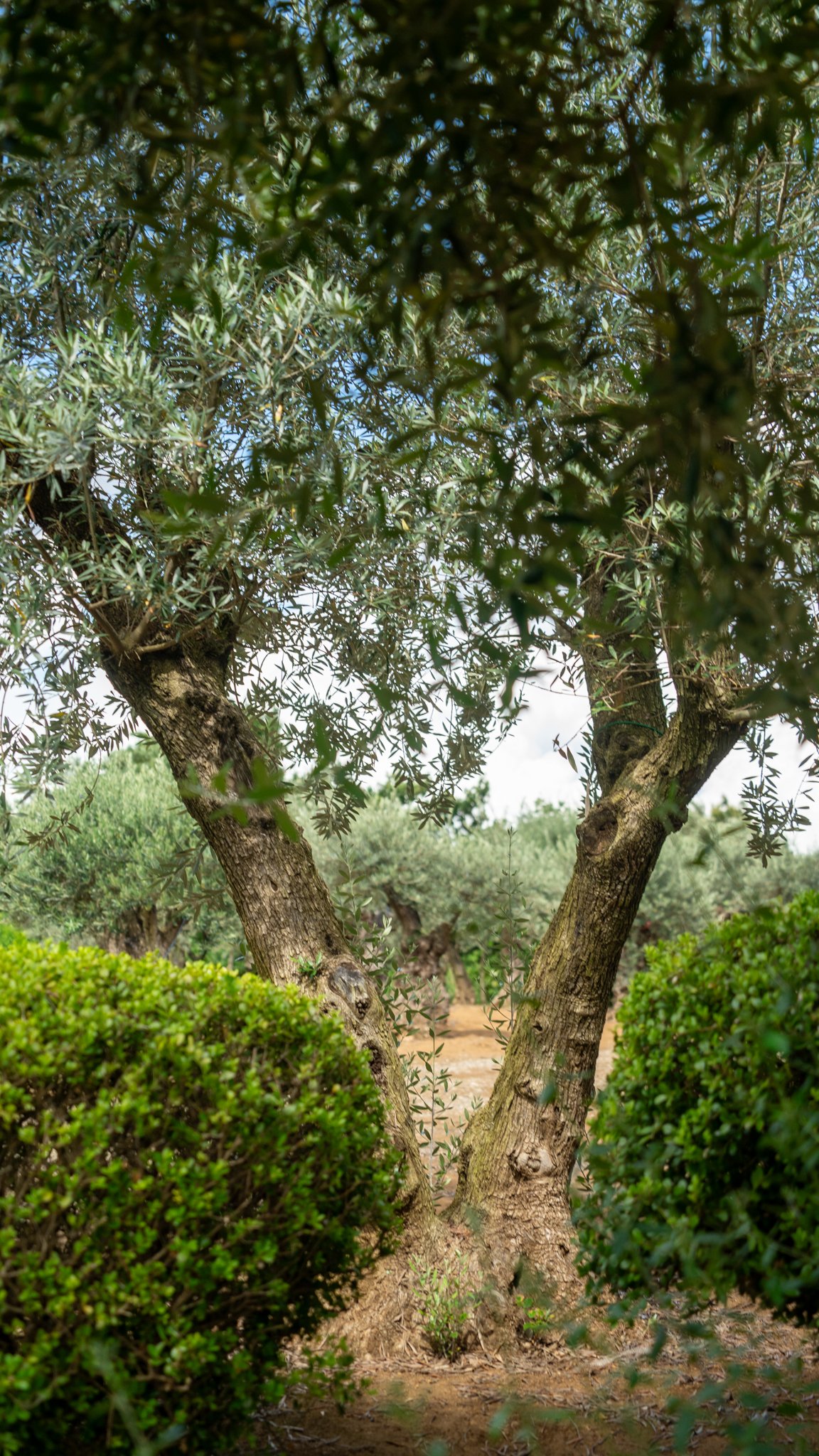 幹まわり圧巻】巨木オリーブの最高峰｜ミレニアム古木・非公開農園選抜