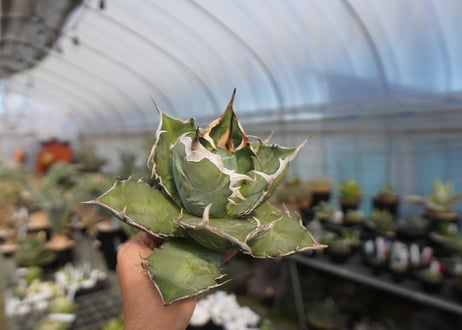 agave titanota chocolate kiss