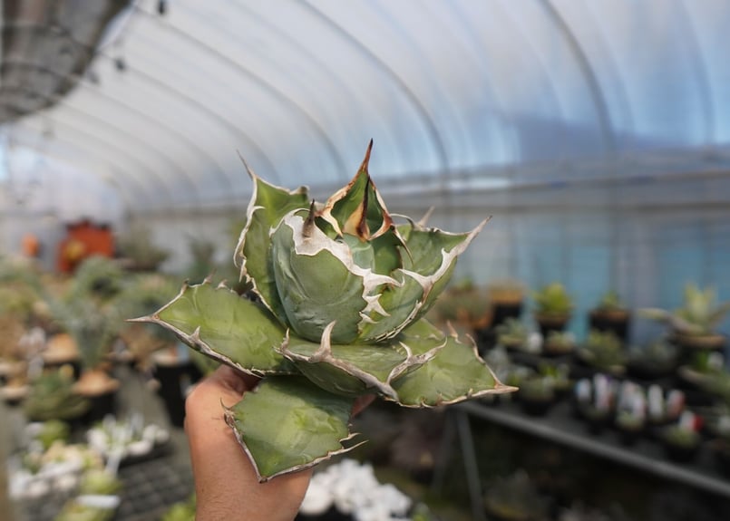 agave titanota chocolate kiss | mana's farm:塊根植