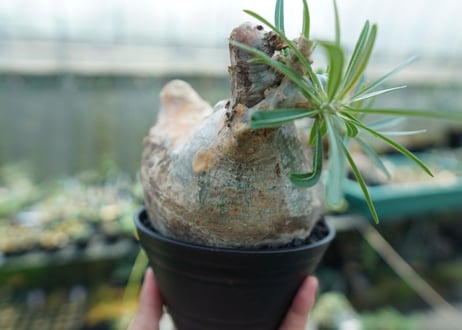 パキポディウム　グラキリス　 Pachypodium Gracilius  No.3
